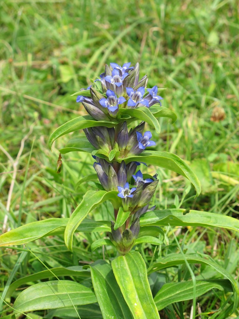 Gentiana cruciata